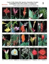 Sucumbíos -- Plantas Notáveis de Cofán Zabalo