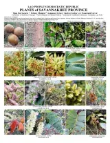 1014_lao_plants_of_savannakhet.pdf 