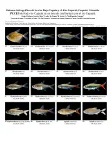 1056_colombia_fishes_of_lower_caguan_and_cqueta_rivers.pdf 