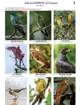 1220_guyana_selected_birds.pdf 