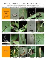  1242_peru_entomopathogenic_fungi_of_tambopata.pdf 