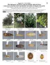  1289_colombia_insects_on_lafoensia_acuminata_liquidambar_styraciflua.pdf 