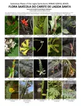 1294_brazil_plants_of_lagoa_santa_karst_.pdf 