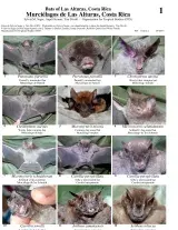 Puntarenas -- Morcegos da Estacion Biologica Las Alturas