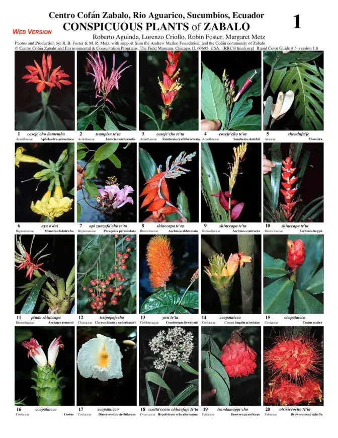 Sucumbíos -- Zabalo Cofán Conspicuous Plants
