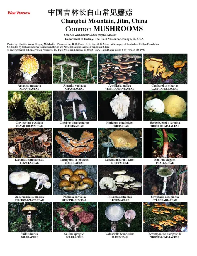 Jilin -- Common Mushrooms of the Changbai Mountains