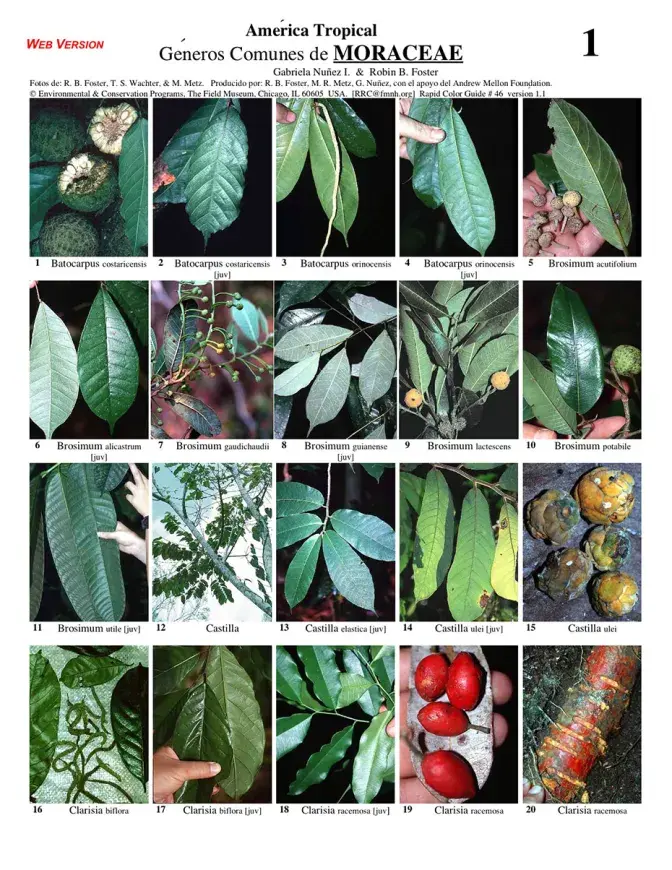 Moraceae common genera