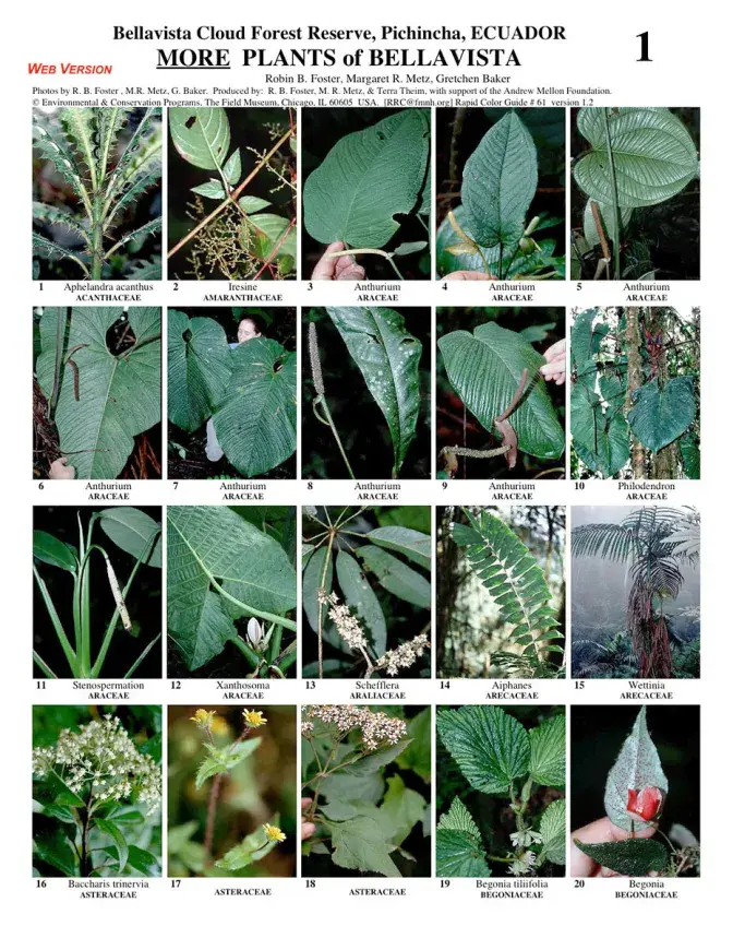 Pichincha -- Bellavista More Plants