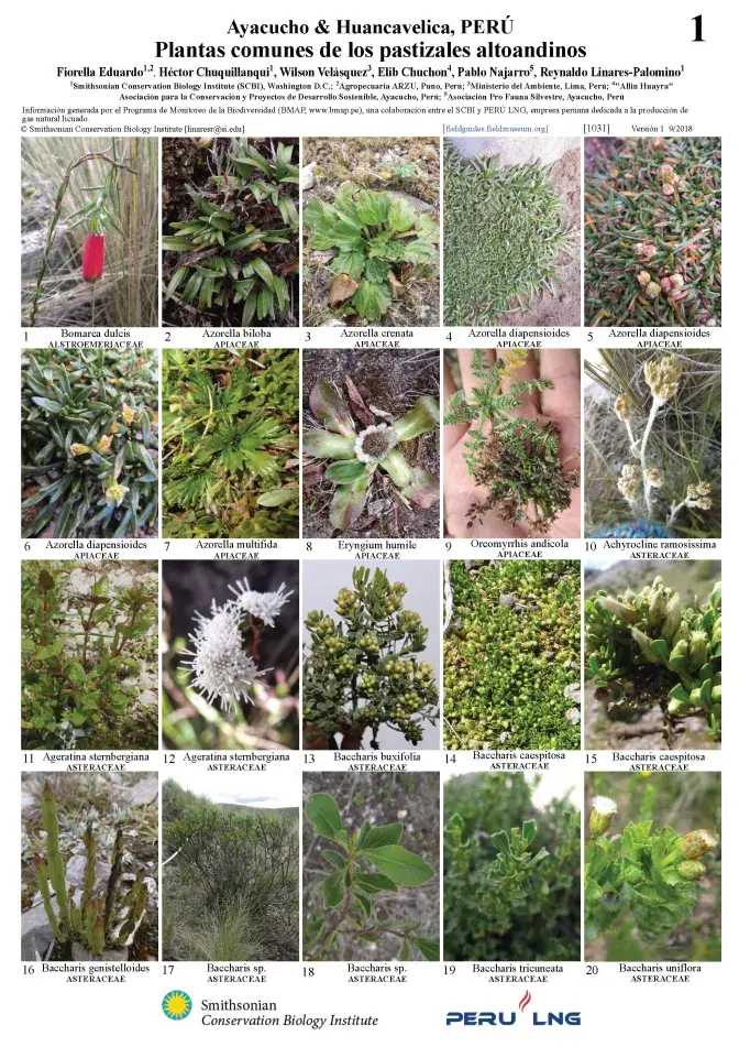 1031_peru_common_plants_of_los_pastizales_altoandinos.pdf