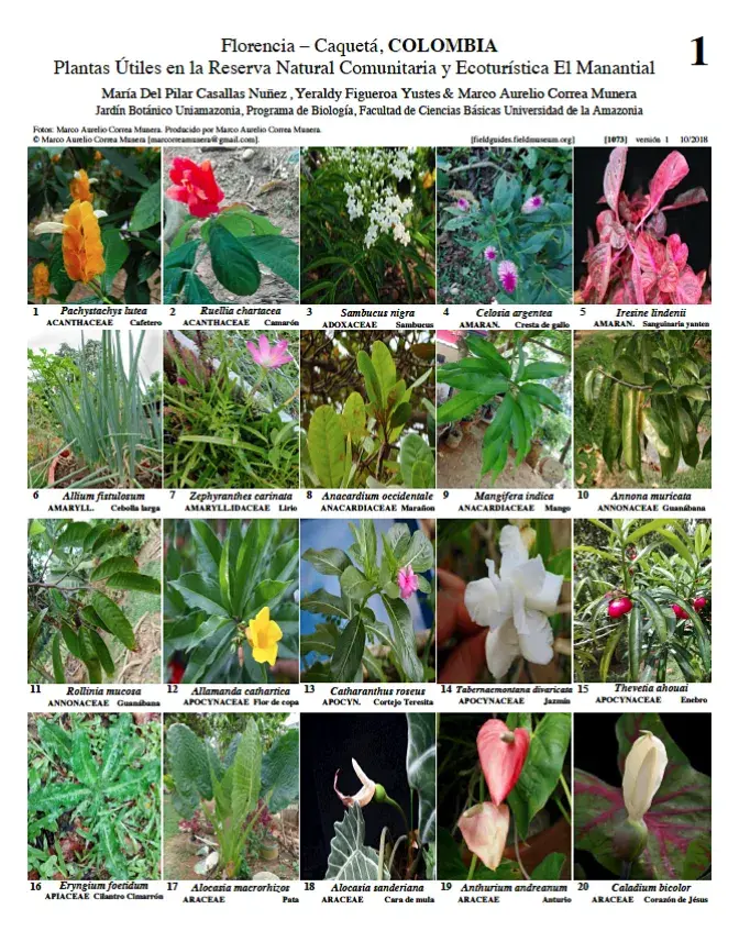  1073_colombia_useful_plants_of_el_manantial_reserve.pdf 
