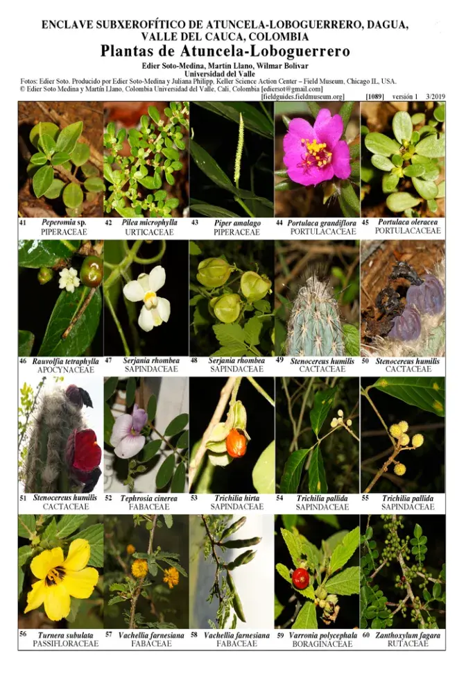 1089_colombia_plants_of_atuncela-loboguerrero.pdf