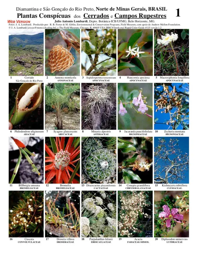 Minas Gerais -- Conspicuous Plants of the Cerrados and Campos Rupestres