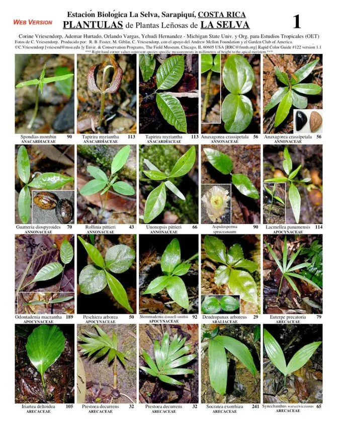 Heredia -- Sarapiquí, Seedlings of Woody Plants of La Selva