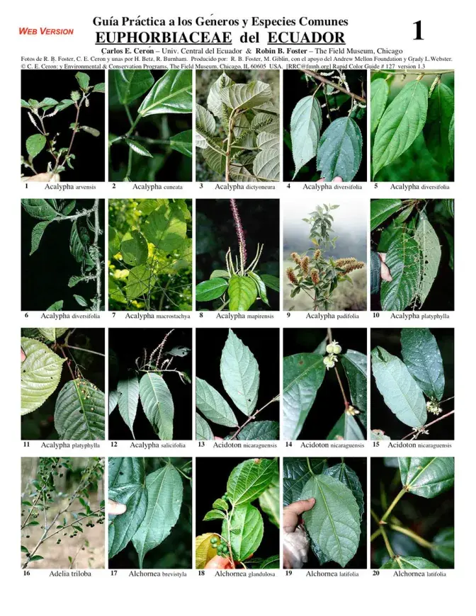 Euphorbiaceae of Ecuador - common genera