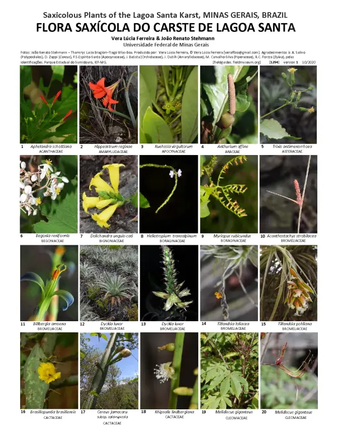 1294_brazil_plants_of_lagoa_santa_karst_.pdf 