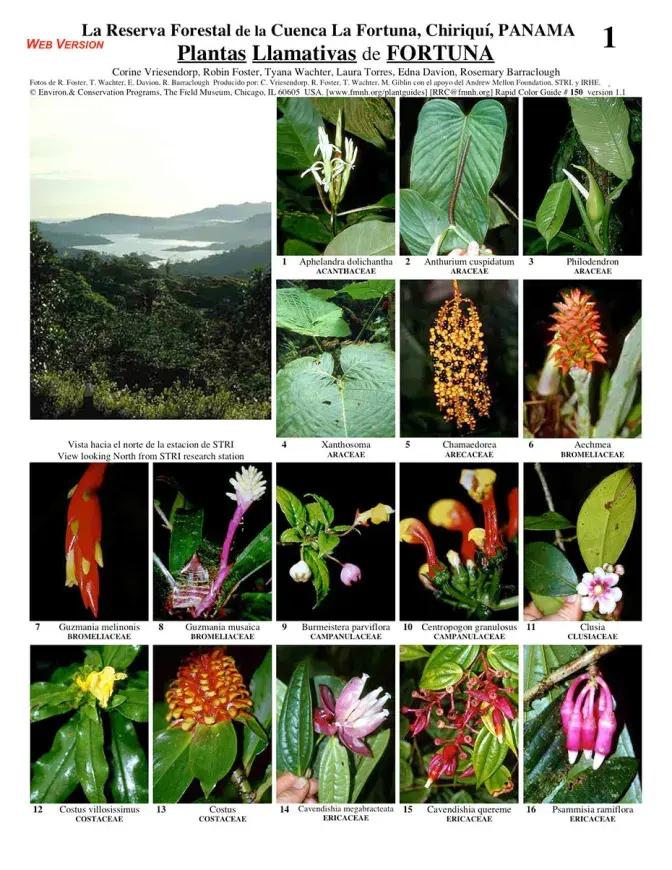 Chiriquí -- Conspicuous Plants of La Fortuna Reserve