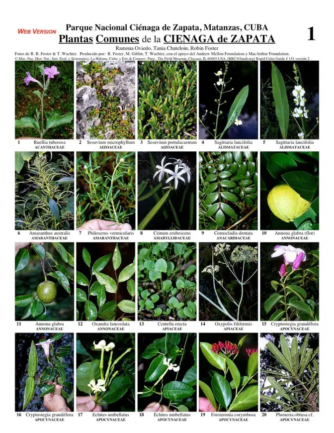 Matanzas -- Ciénaga de Zapata Common Plants