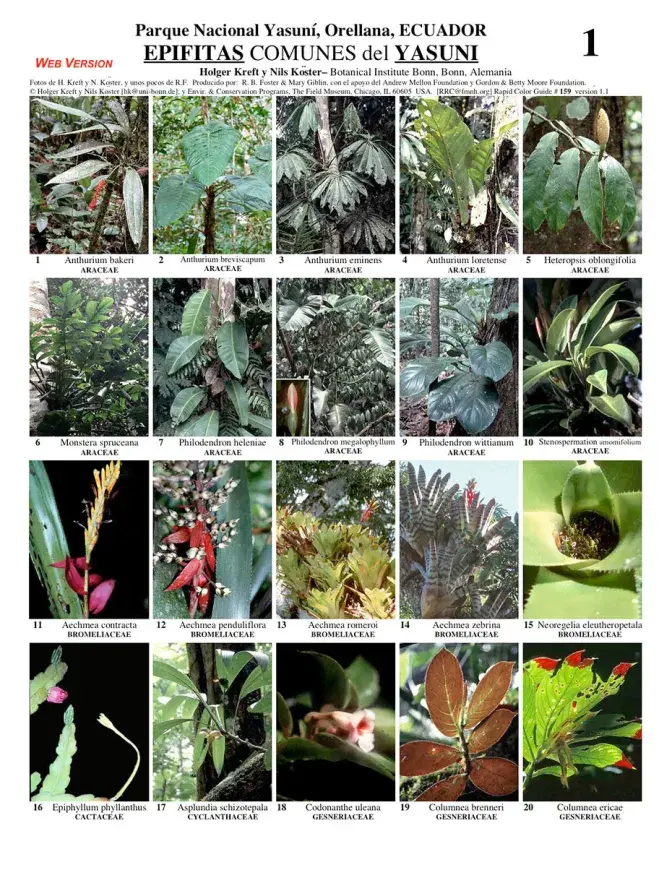 Orellana -- Common Epiphytes of Yasuní