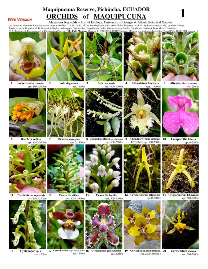 Pichincha -- Orchids of Maquipucuna