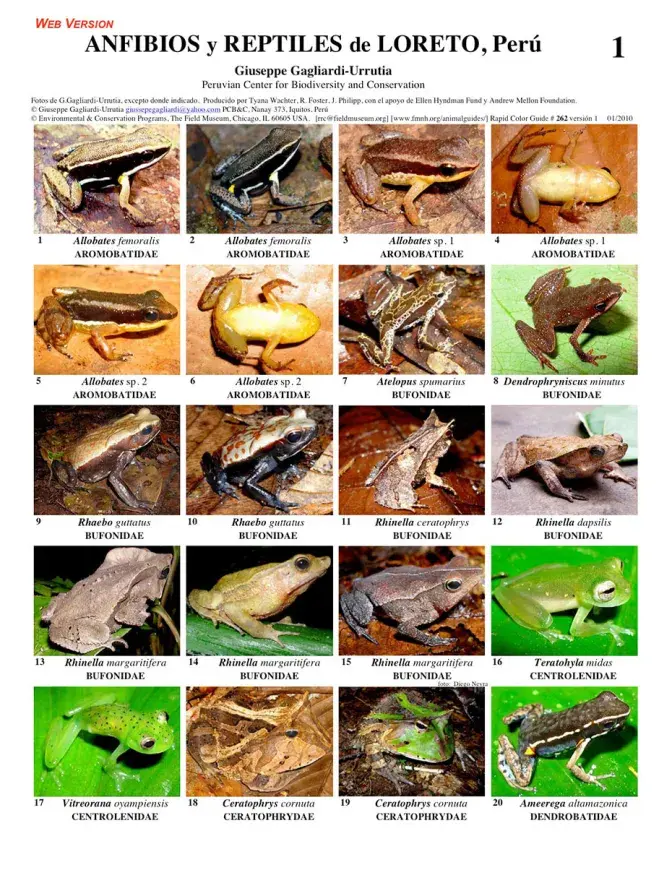 Loreto -- Amphibians and Reptiles