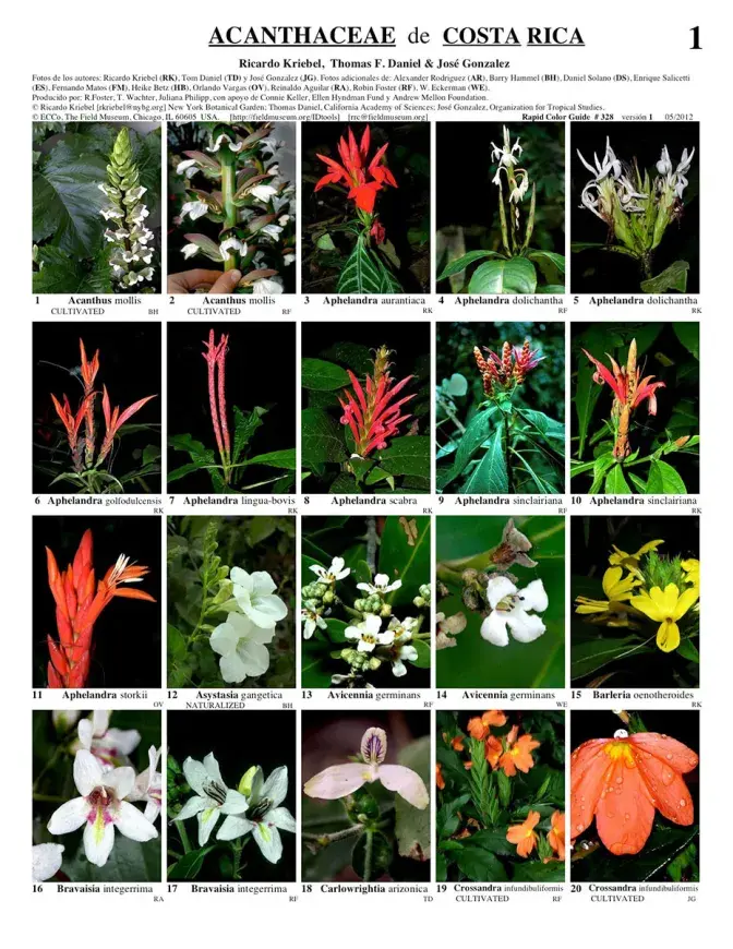 Acanthaceae de Costa Rica