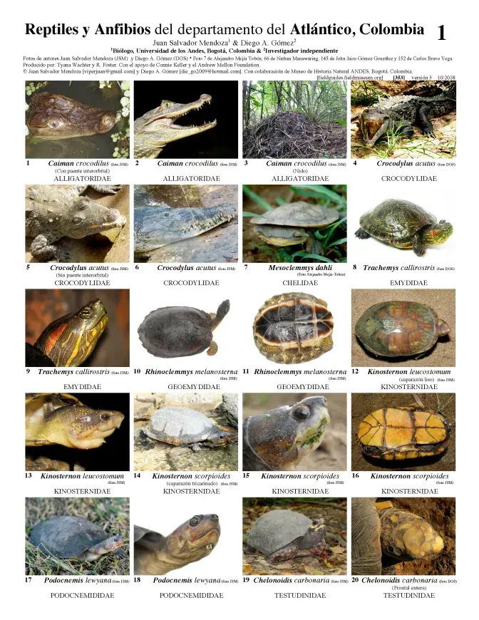 353_colombia_amphibians_and_reptiles_of_atlantico_v3.pdf 
