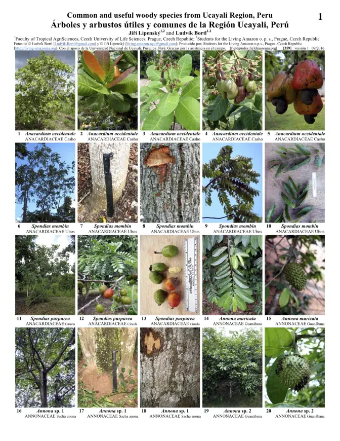 359_common_and_useful_woody_species_of_ucayali.pdf 