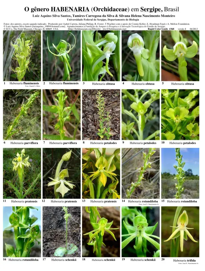 Sergipe -- El género Habenaria (Orchidaceae)