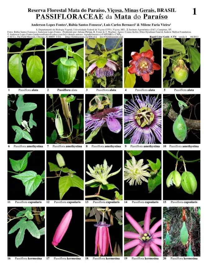 Minas Gerais -- Passifloraceae de la Mata do Paraíso