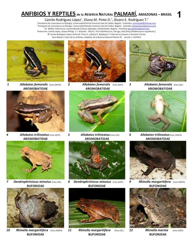 Amazonas -- Reserva Palmari - Amphibians and Reptiles