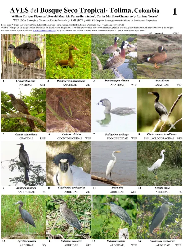 Tolima -- Aves de Bosque Seco