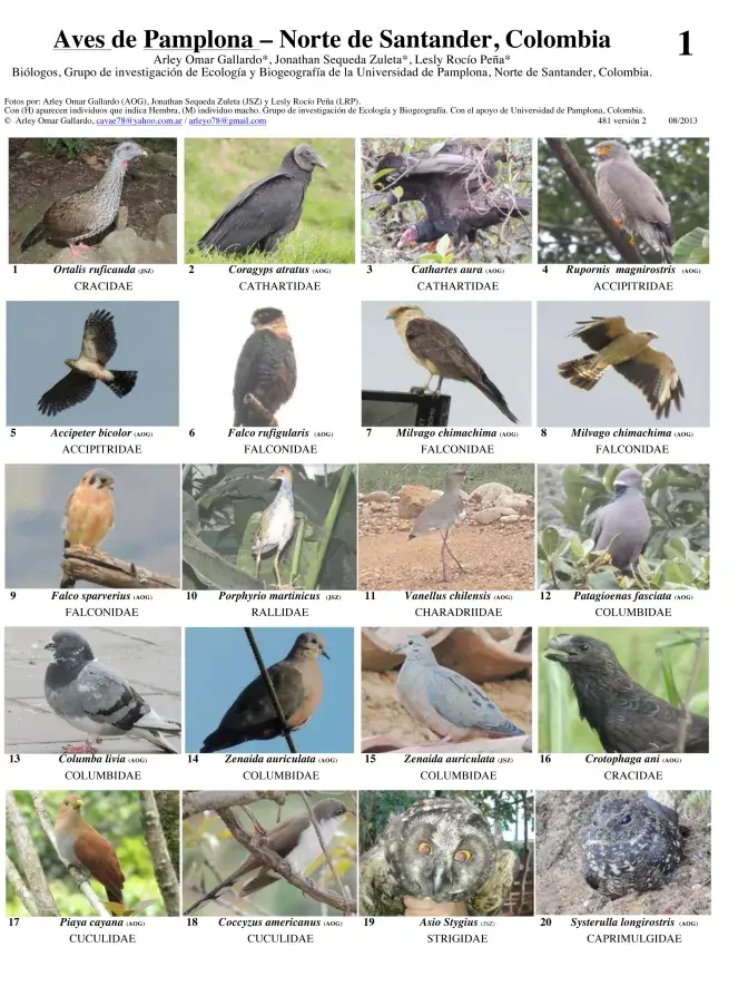 Santander -- Pamplona Birds