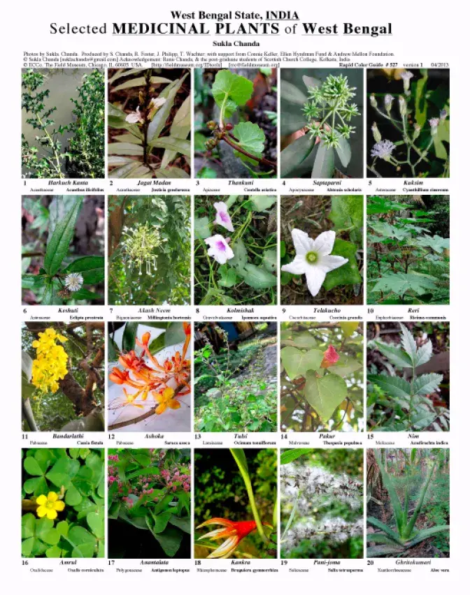Selected medicinal plants of West Bengal