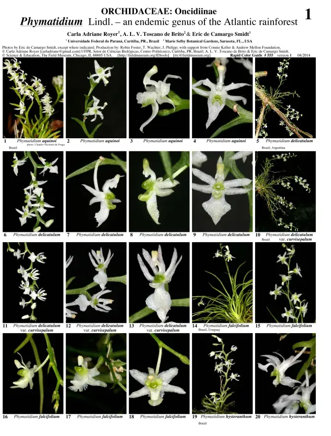 Mata Atlântica -- The genus Phymatidium (Orchidaceae)