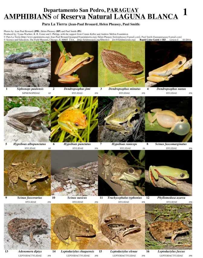 San Pedro -- Amphibians of Laguna Blanca Reserve