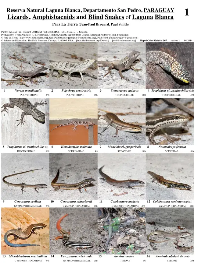 San Pedro -- Lizards, Amphisbaenids, Blind-snakes