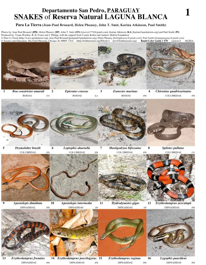 San Pedro -- Snakes of Laguna Blanca