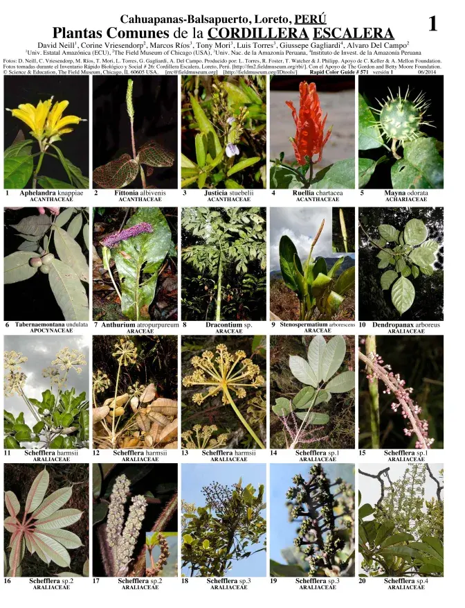 Loreto -- Cordillera Escalera Common Plants