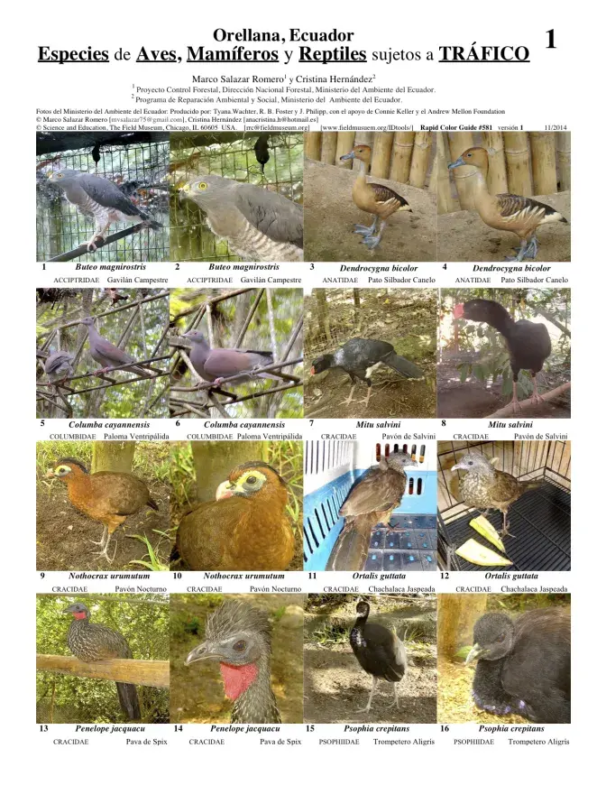 Orellana--Birds, Mammals & Reptiles subject to Trafficking