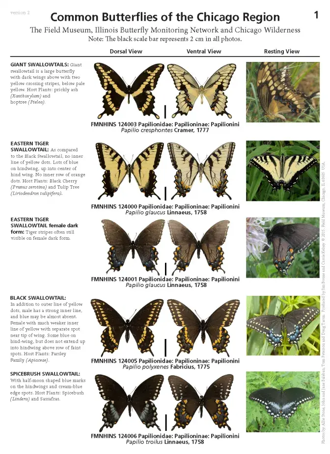 586_usa_common_butterflies_of_the_chicago_region.pdf 