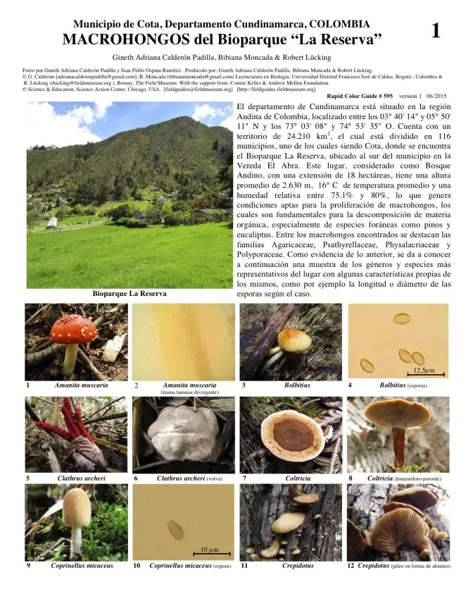 Cundinamarca -- Macrofungos do Bioparque "La Reserva"