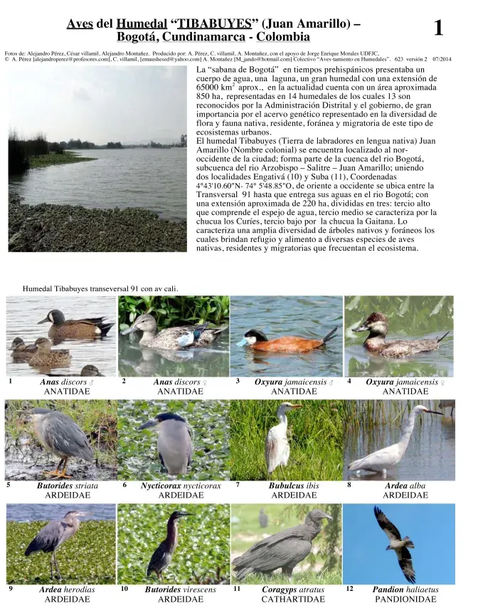 Cundinamarca -- Humedal Tybabuyes-Birds