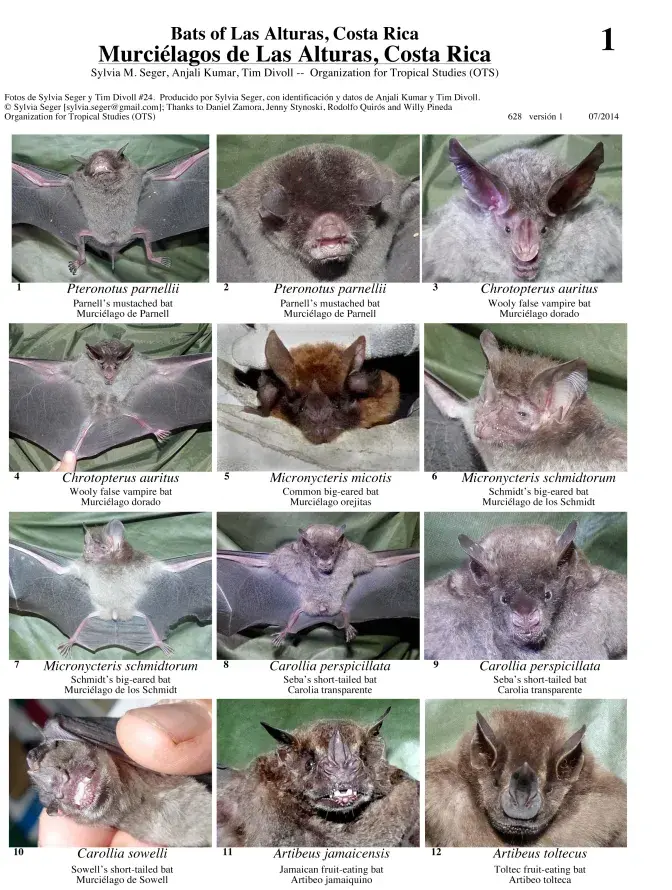 Puntarenas -- Morcegos da Estacion Biologica Las Alturas