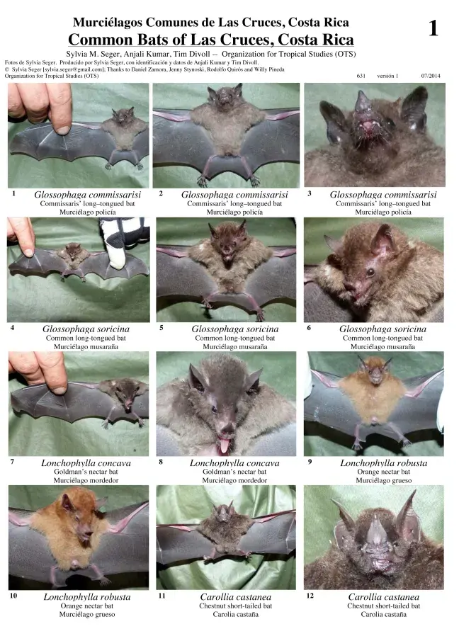 Puntarenas -- Murciélagos de la Estacion Biologica Las Cruces
