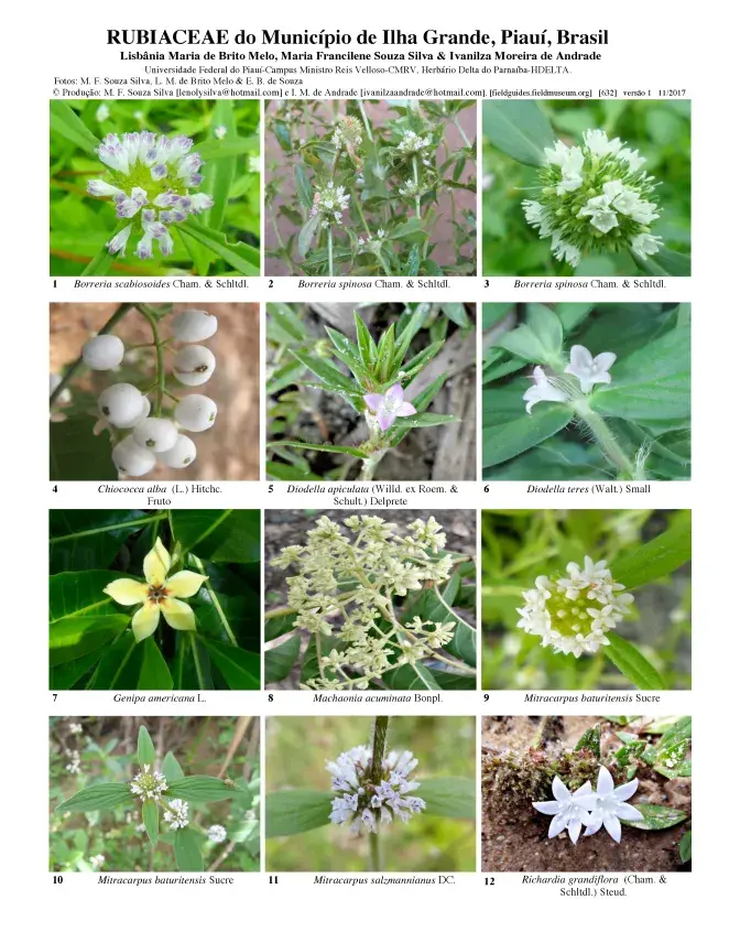 632_brazil_rubiaceae_of_ilha_grande.pdf 