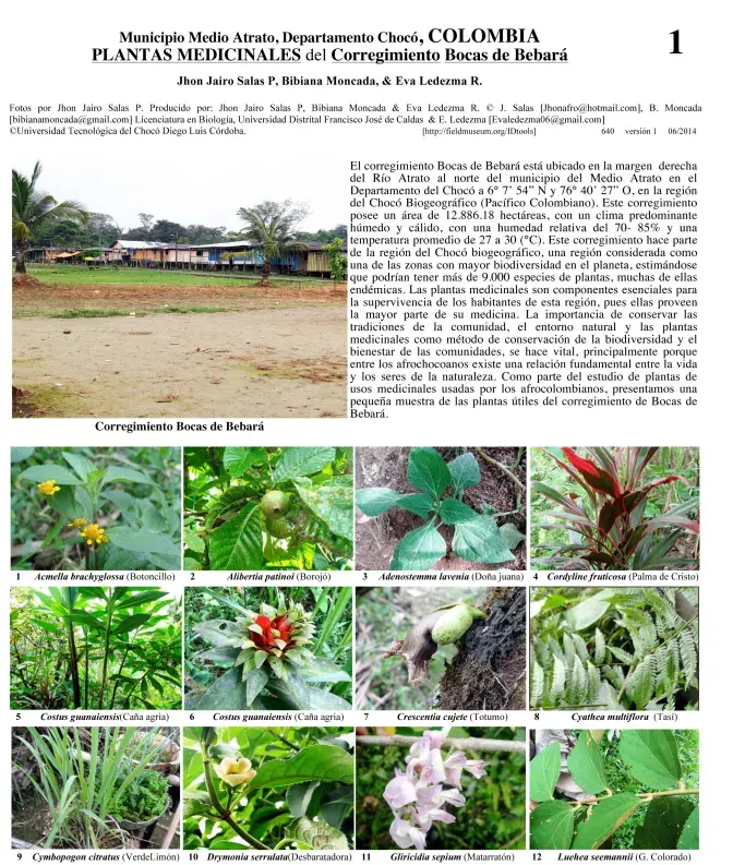 Chocó -- Bocas de Bebará - Medicinal Plants