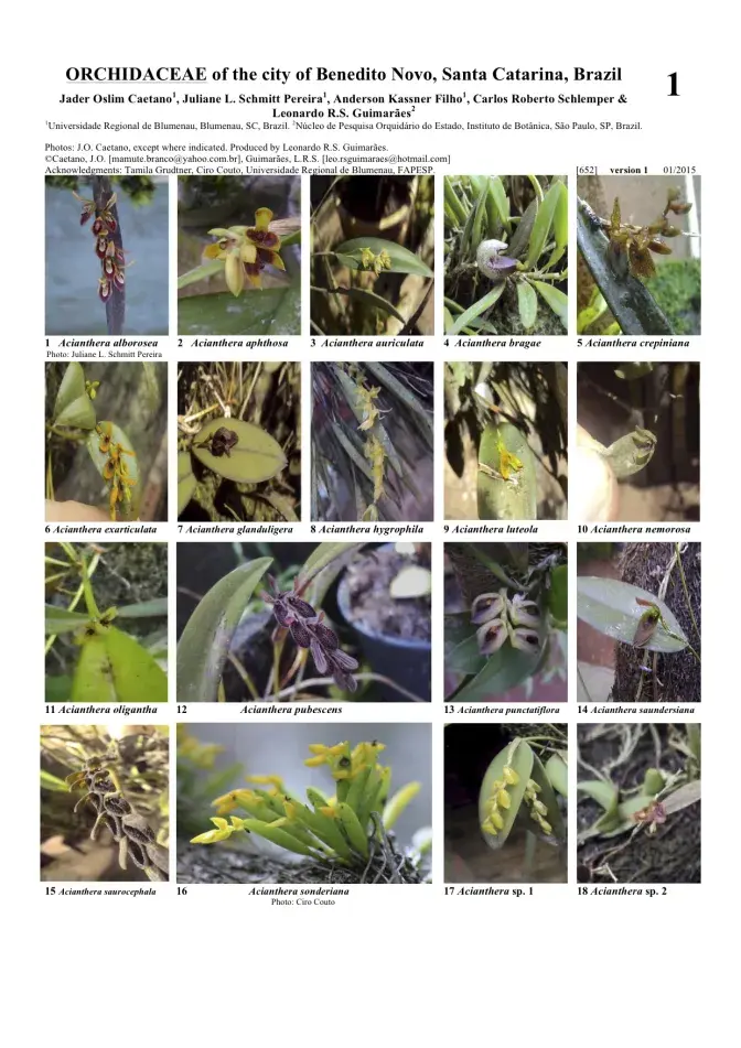 652-brazil-orchidaceae_of_benedito_novo.pdf 