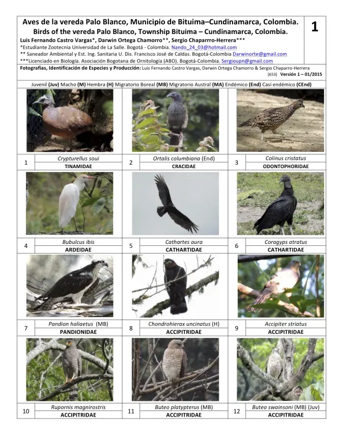 Cundinamarca -- Aves de la Vereda Palo Blanco 