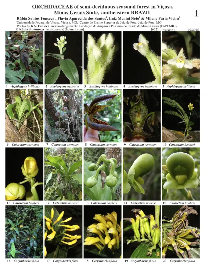 Minas Gerais -- Orchidaceae de Viçosa
