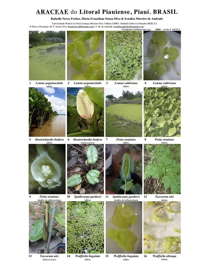 Piauí -- Araceae de la Costa de Piauí